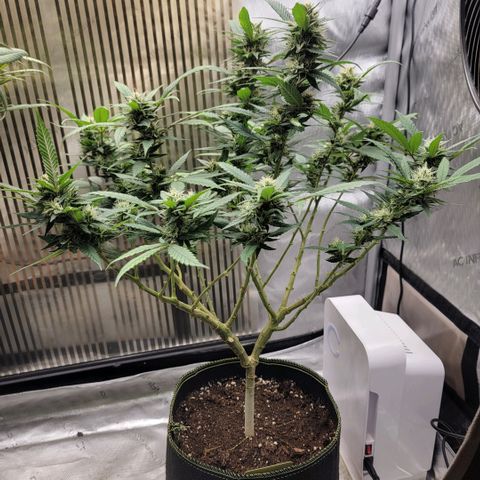 GG4 Sherbet 1 - B growlog timeline photo