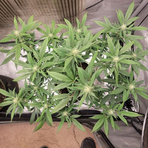 GG4 Sherbet 1 - B growlog timeline photo