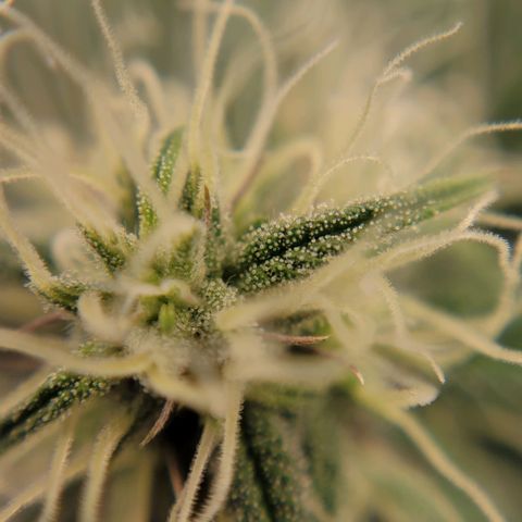 GG4 Sherbet 1 - A growlog timeline photo