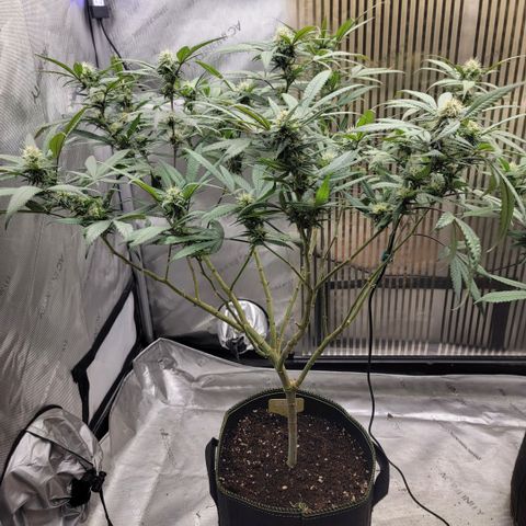 GG4 Sherbet 1 - A growlog timeline photo