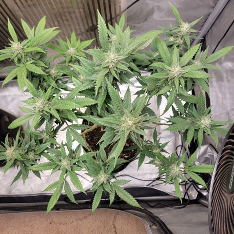 GG4 Sherbet 1 - B growlog timeline photo