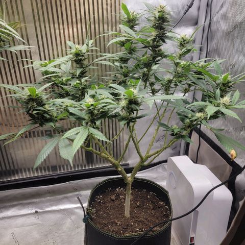 GG4 Sherbet 1 - B growlog timeline photo