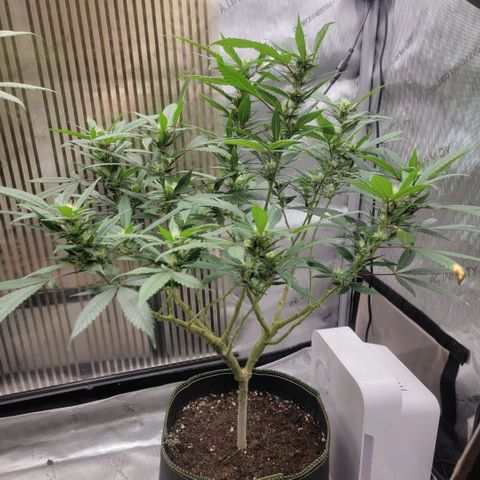 GG4 Sherbet 1 - B growlog timeline photo