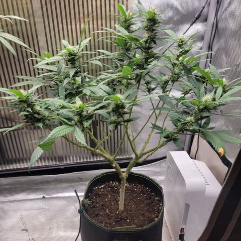 GG4 Sherbet 1 - B growlog timeline photo