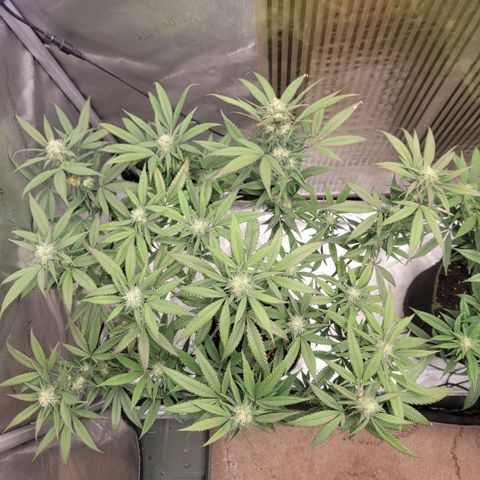 GG4 Sherbet 1 - A growlog timeline photo