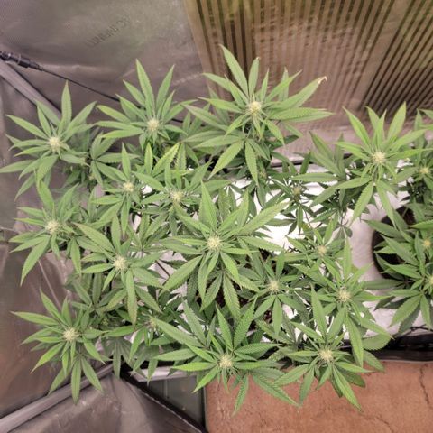 GG4 Sherbet 1 - A growlog timeline photo