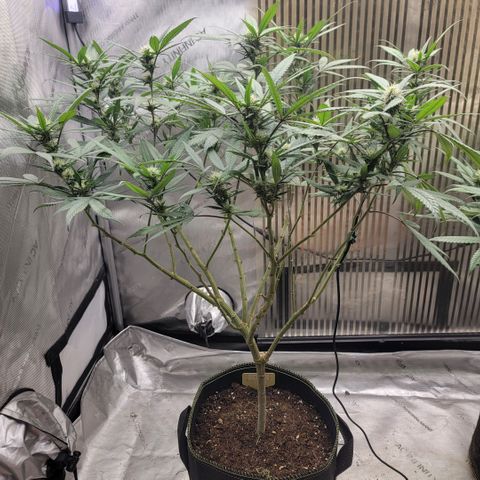 GG4 Sherbet 1 - A growlog timeline photo