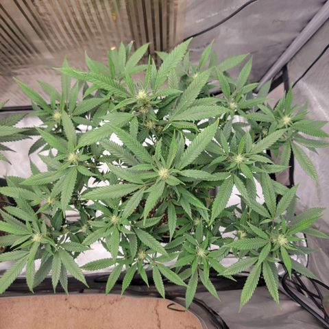 GG4 Sherbet 1 - B growlog timeline photo