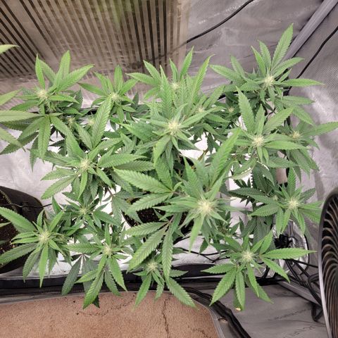 GG4 Sherbet 1 - B growlog timeline photo