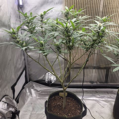 GG4 Sherbet 1 - A growlog timeline photo
