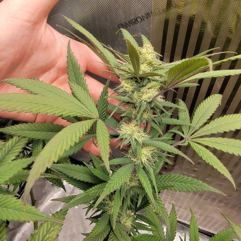 GG4 Sherbet 1 - A growlog timeline photo