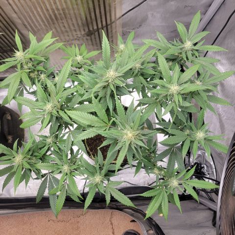 GG4 Sherbet 1 - B growlog timeline photo