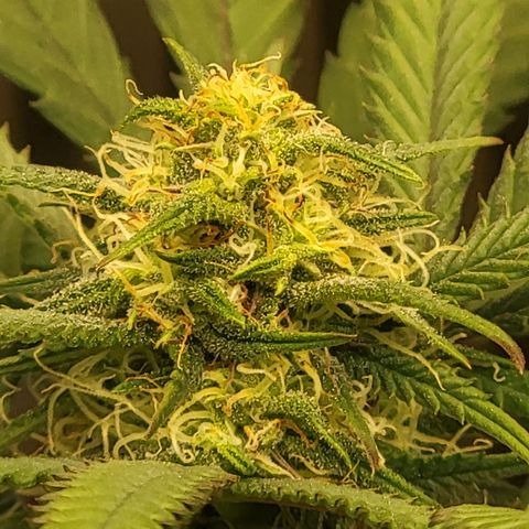 GG4 Sherbet 1 - A growlog timeline photo