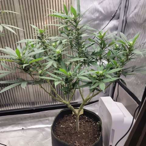 GG4 Sherbet 1 - B growlog timeline photo