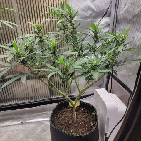 GG4 Sherbet 1 - B growlog timeline photo