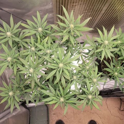 GG4 Sherbet 1 - A growlog timeline photo