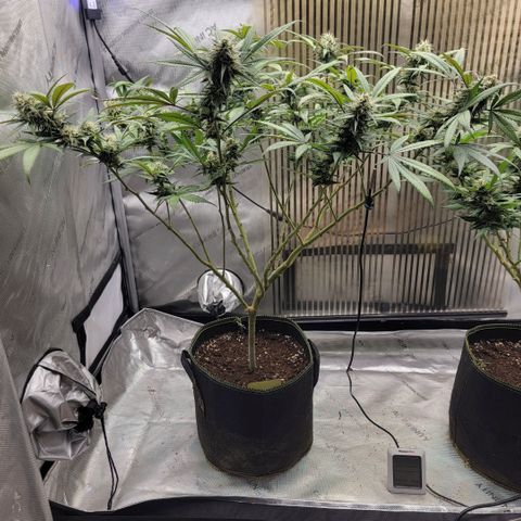 GG4 Sherbet 1 - A growlog timeline photo