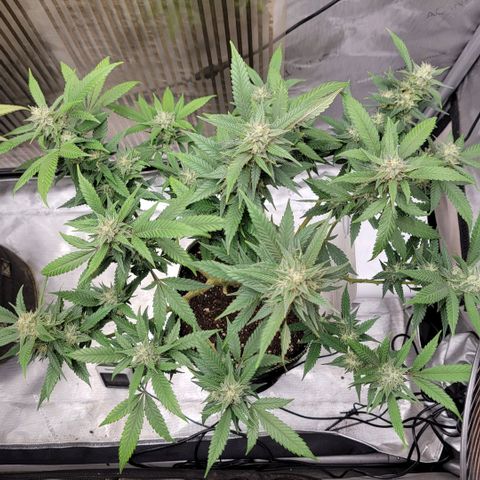 GG4 Sherbet 1 - B growlog timeline photo