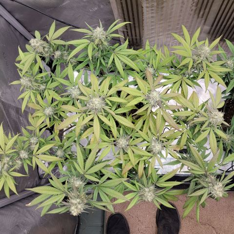 GG4 Sherbet 1 - A growlog timeline photo
