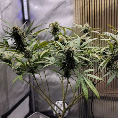 GG4 Sherbet 1 - A growlog timeline photo