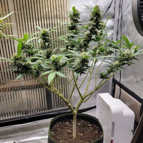 GG4 Sherbet 1 - B growlog timeline photo