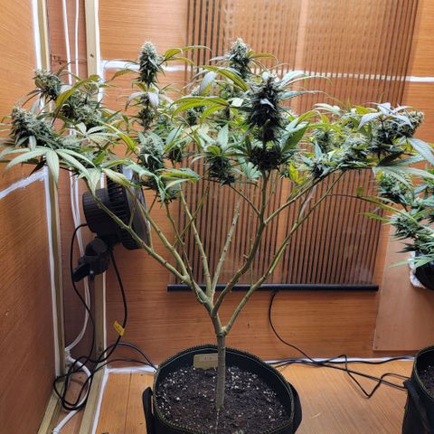 GG4 Sherbet 1 - A growlog timeline photo