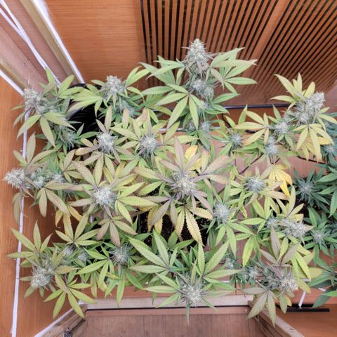 GG4 Sherbet 1 - A growlog timeline photo