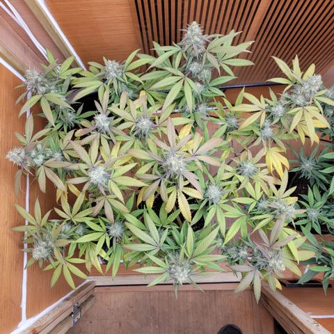 GG4 Sherbet 1 - A growlog timeline photo