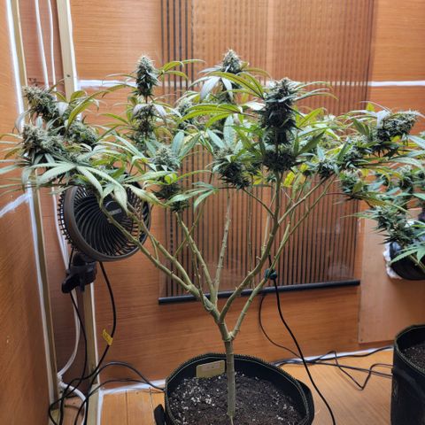 GG4 Sherbet 1 - A growlog timeline photo