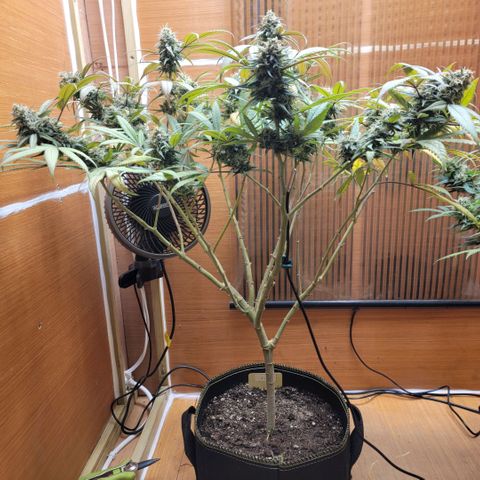 GG4 Sherbet 1 - A growlog timeline photo