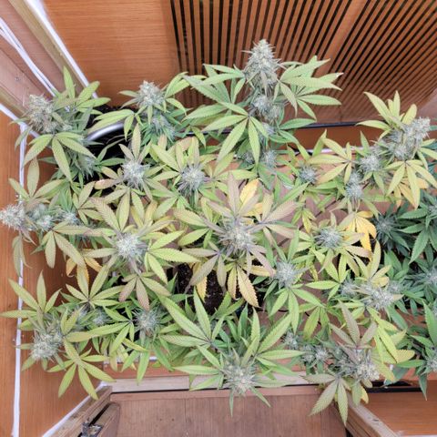 GG4 Sherbet 1 - A growlog timeline photo