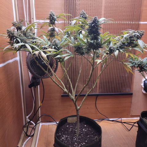 GG4 Sherbet 1 - A growlog timeline photo