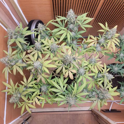 GG4 Sherbet 1 - A growlog timeline photo