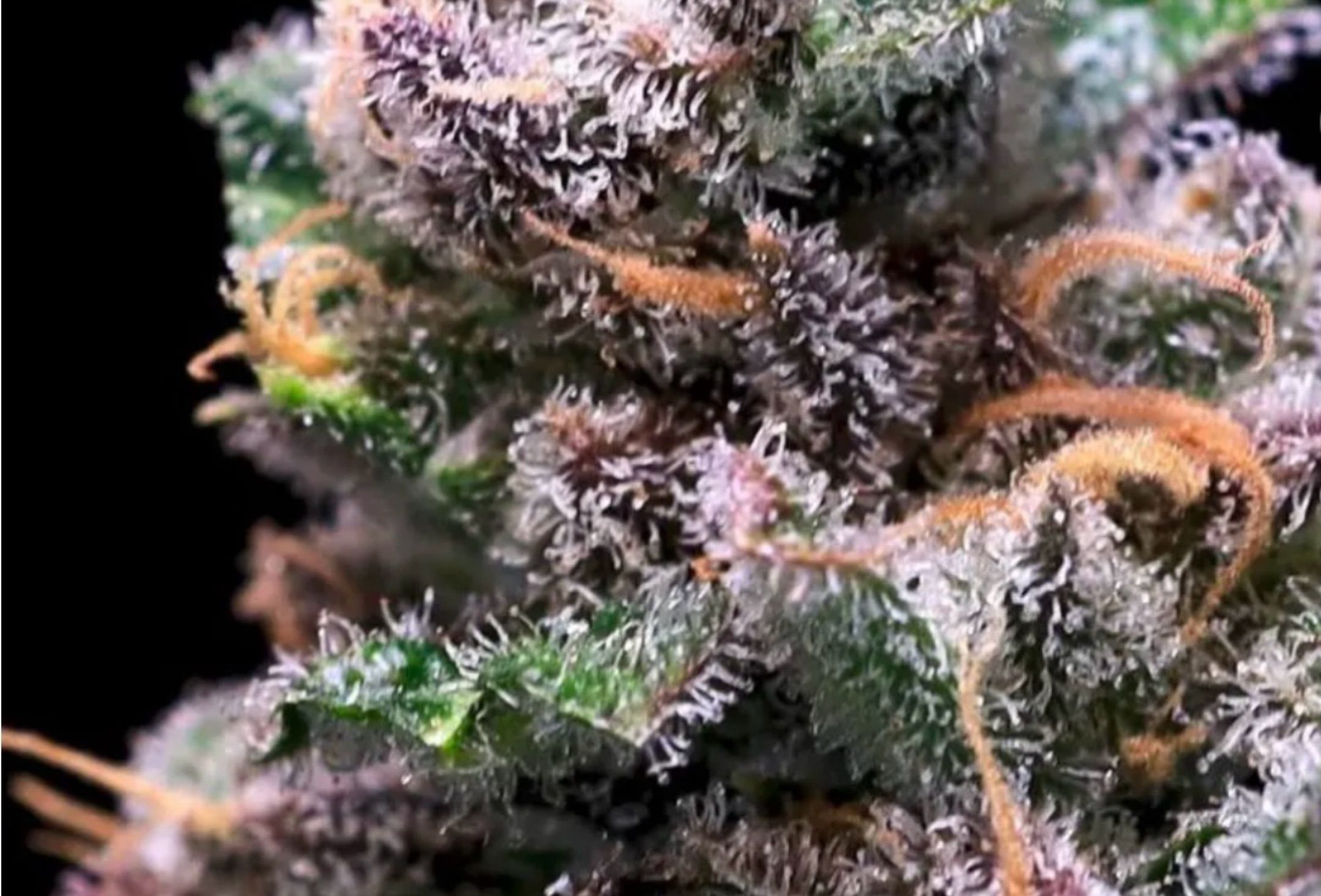 Tropical Cooler growlog header