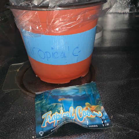 Tropical Cooler growlog photo