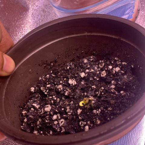 Tropical Cooler growlog photo