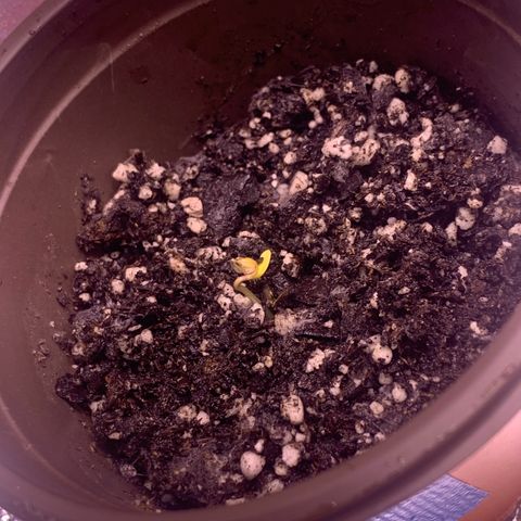 Tropical Cooler growlog photo