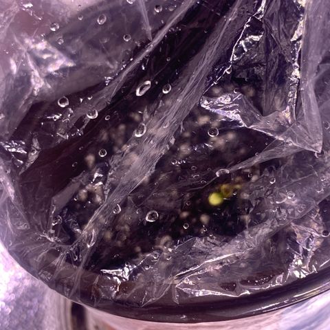 Tropical Cooler growlog photo: Staring to sprout