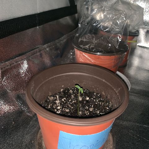 Tropical Cooler growlog photo: Looks good seed fell off a little early
