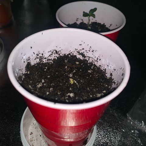 Banana Jealousy  growlog photo: 
Removed seed. 😭