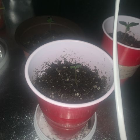 Banana Jealousy  growlog photo: Sprouted staring to look good for now