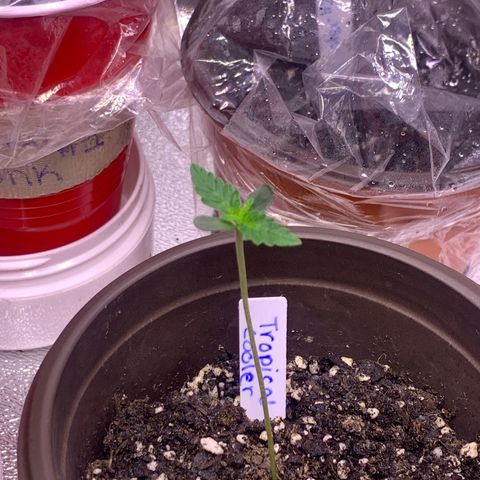 Tropical Cooler growlog photo: Sprouted and looking good// lowered lights couple days ago