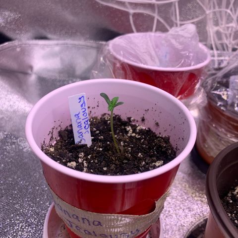 Banana Jealousy  growlog timeline photo