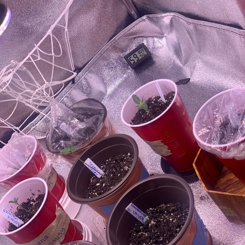 Tropical Cooler growlog timeline photo