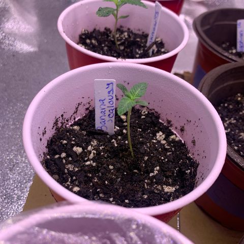 Banana Jealousy  growlog timeline photo