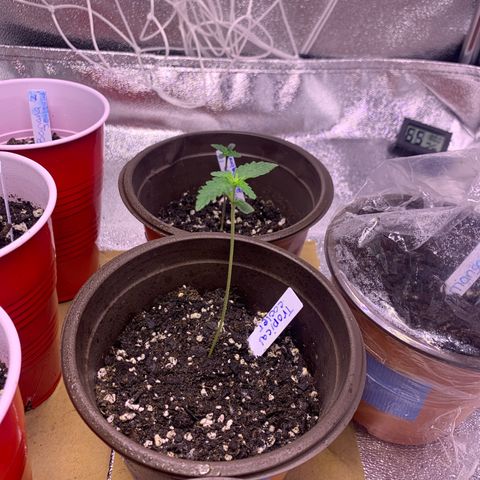 Tropical Cooler growlog timeline photo