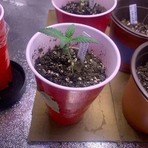 Banana Jealousy  growlog timeline photo
