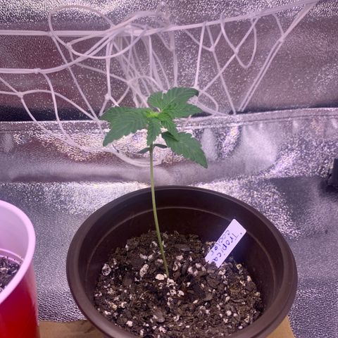 Tropical Cooler growlog timeline photo