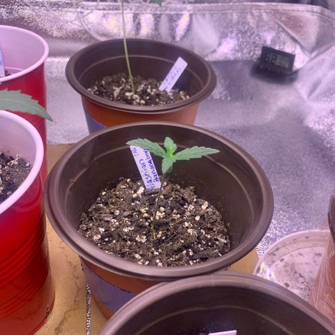 Alaskan Bananaberry Auto growlog timeline photo