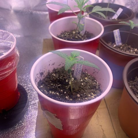 Banana Jealousy  growlog timeline photo